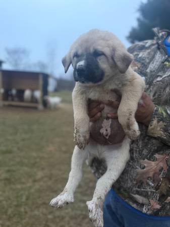 Marengo Livestock Guardian - Room for Rent